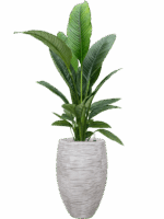 Spathiphyllum Sensation In Capi Nature Rib NL D 24 H 162 cm - PlantenShop24 - 15-05-2025