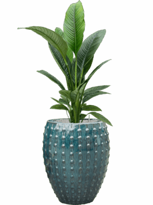 Spathiphyllum Sensation In Laos D 24 H 158 cm - PlantenShop24 - 02-05-2025