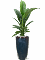 Spathiphyllum Sensation In Plain D 24 H 172 cm - PlantenShop24 - 02-05-2025