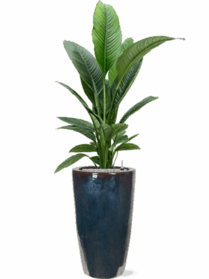 Spathiphyllum Sensation In Plain D 24 H 172 cm - PlantenShop24 - 02-05-2025
