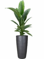 Spathiphyllum Sensation In Plain D 24 H 173 cm - PlantenShop24 - 02-05-2025