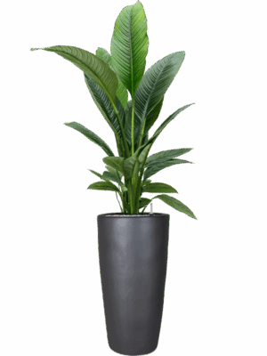 Spathiphyllum Sensation In Plain D 24 H 173 cm - PlantenShop24 - 02-05-2025