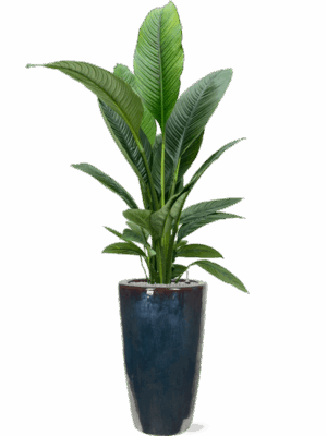Spathiphyllum Sensation In Plain D 24 H 194 cm - PlantenShop24 - 02-05-2025