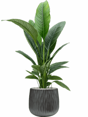 Spathiphyllum Sensation In Wave D 24 H 138 cm - PlantenShop24 - 02-05-2025