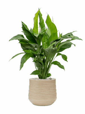 Spathiphyllum Sweet Lauretta In Baq Dune D 24 H 90 cm - PlantenShop24 - 20-05-2025