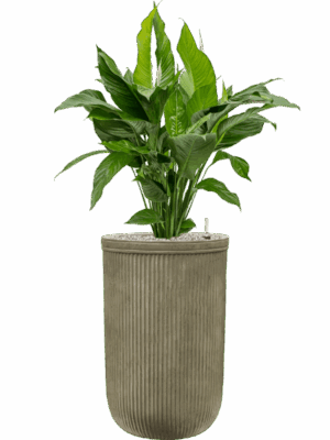 Spathiphyllum Sweet Lauretta In Baq Vertical Rib D 24 H 121 cm - PlantenShop24 - 15-05-2025