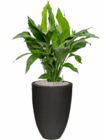 Spathiphyllum Sweet Lauretta In Capi Urban Smooth NL D 24 H 109 cm - PlantenShop24 - 13-05-2025