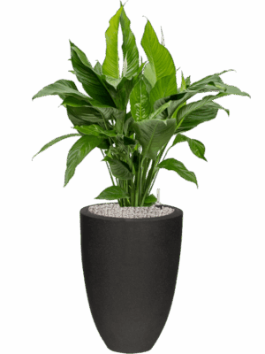 Spathiphyllum Sweet Lauretta In Capi Urban Smooth NL D 24 H 109 cm - PlantenShop24 - 08-05-2025