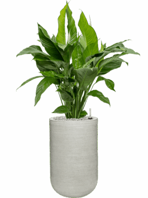 Spathiphyllum Sweet Lauretta In Ridged Horizontally D 24 H 108 cm - PlantenShop24 - 09-05-2025