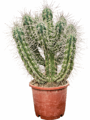 Stetsonia Coryne D 40 H 130 cm - PlantenShop24 - 22-05-2025