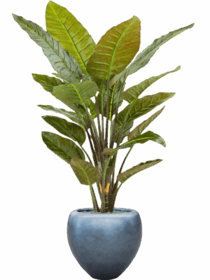 Strelitzia In Baq Metallic Silver Leaf D 50 H 177 cm - PlantenShop24 - 26-05-2025
