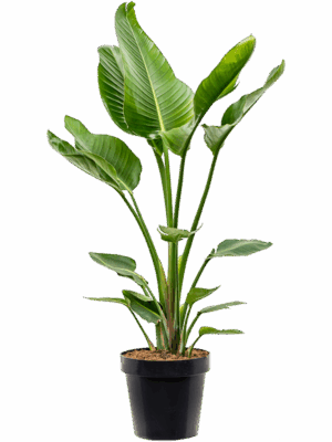 Strelitzia Nicolai D 24 H 125 cm - PlantenShop24 - 27-05-2025