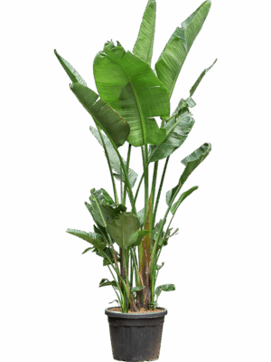 Strelitzia Nicolai D 70 H 300 cm - PlantenShop24 - 19-05-2025