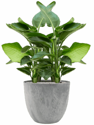 Strelitzia Nicolai In Artstone D 20 H 106 cm - PlantenShop24 - 19-05-2025