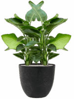 Strelitzia Nicolai In Artstone D 20 H 106 cm - PlantenShop24 - 19-05-2025
