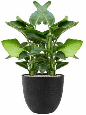 Strelitzia Nicolai In Artstone D 20 H 106 cm - PlantenShop24 - 19-05-2025