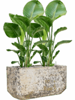 Strelitzia Nicolai In Baq Atlas D 24 H 112 cm - PlantenShop24 - 26-05-2025