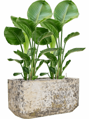Strelitzia Nicolai In Baq Atlas D 24 H 112 cm - PlantenShop24 - 26-05-2025