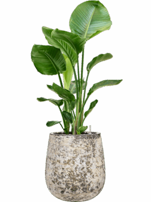 Strelitzia Nicolai In Baq Atlas D 24 H 114 cm - PlantenShop24 - 19-05-2025