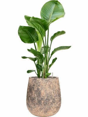 Strelitzia Nicolai In Baq Atlas D 24 H 114 cm - PlantenShop24 - 19-05-2025