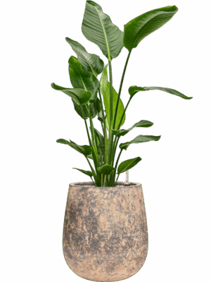 Strelitzia Nicolai In Baq Atlas D 27 H 112 cm - PlantenShop24 - 19-05-2025