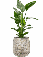 Strelitzia Nicolai In Baq Atlas D 27 H 112 cm - PlantenShop24 - 19-05-2025