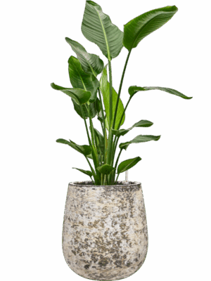 Strelitzia Nicolai In Baq Atlas D 27 H 112 cm - PlantenShop24 - 19-05-2025