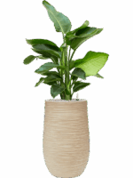 Strelitzia Nicolai In Baq Dune D 20 H 124 cm - PlantenShop24 - 19-05-2025