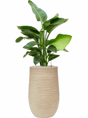 Strelitzia Nicolai In Baq Dune D 20 H 124 cm - PlantenShop24 - 19-05-2025