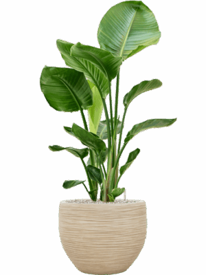 Strelitzia Nicolai In Baq Dune D 24 H 104 cm - PlantenShop24 - 26-05-2025