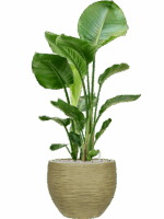 Strelitzia Nicolai In Baq Dune D 24 H 104 cm - PlantenShop24 - 26-05-2025