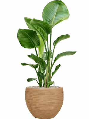 Strelitzia Nicolai In Baq Dune D 24 H 104 cm - PlantenShop24 - 26-05-2025