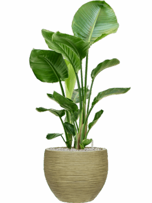Strelitzia Nicolai In Baq Dune D 24 H 104 cm - PlantenShop24 - 26-05-2025