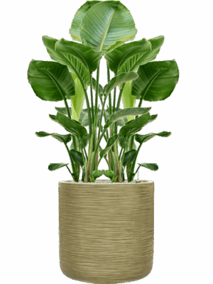 Strelitzia Nicolai In Baq Dune D 24 H 119 cm - PlantenShop24 - 05-05-2025