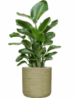 Strelitzia Nicolai In Baq Dune D 26 H 115 cm - PlantenShop24 - 19-05-2025