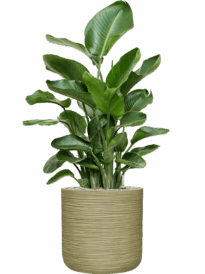 Strelitzia Nicolai In Baq Dune D 26 H 115 cm - PlantenShop24 - 19-05-2025