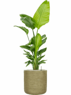 Strelitzia Nicolai  In Baq Dune D 30 H 164 cm - PlantenShop24 - 05-05-2025