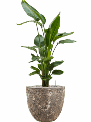 Strelitzia Nicolai In Baq Lava D 26 H 112 cm - PlantenShop24 - 19-05-2025