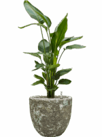 Strelitzia Nicolai In Baq Lava D 26 H 112 cm - PlantenShop24 - 19-05-2025