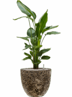 Strelitzia Nicolai In Baq Lava D 26 H 112 cm - PlantenShop24 - 19-05-2025