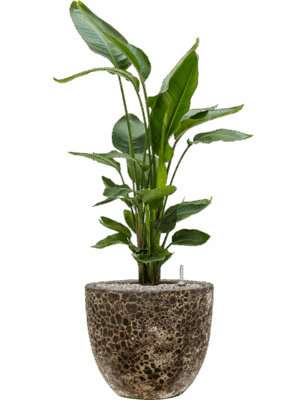 Strelitzia Nicolai In Baq Lava D 26 H 112 cm - PlantenShop24 - 19-05-2025