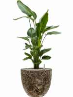 Strelitzia Nicolai In Baq Lava D 26 H 112 cm - PlantenShop24 - 19-05-2025