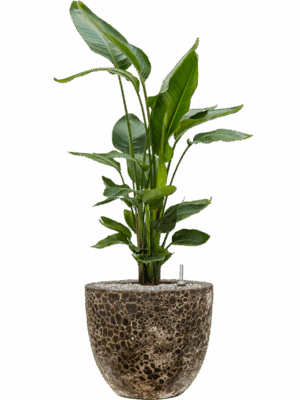 Strelitzia Nicolai In Baq Lava D 26 H 112 cm - PlantenShop24 - 19-05-2025
