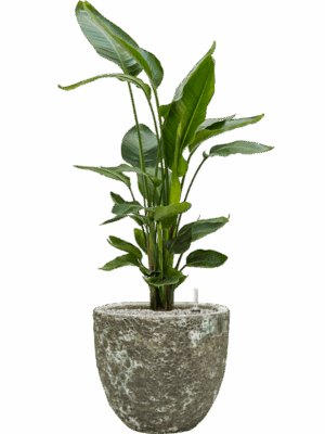 Strelitzia Nicolai In Baq Lava D 26 H 112 cm - PlantenShop24 - 19-05-2025