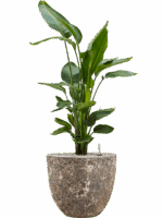Strelitzia Nicolai In Baq Lava D 26 H 112 cm - PlantenShop24 - 19-05-2025