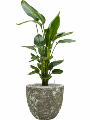 Strelitzia Nicolai In Baq Lava D 26 H 112 cm - PlantenShop24 - 19-05-2025