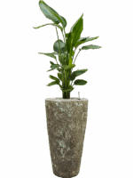 Strelitzia Nicolai In Baq Lava D 26 H 144 cm - PlantenShop24 - 19-05-2025