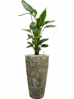 Strelitzia Nicolai In Baq Lava D 26 H 144 cm - PlantenShop24 - 19-05-2025