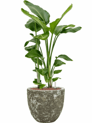 Strelitzia Nicolai In Baq Lava D 28 H 114 cm - PlantenShop24 - 30-04-2025