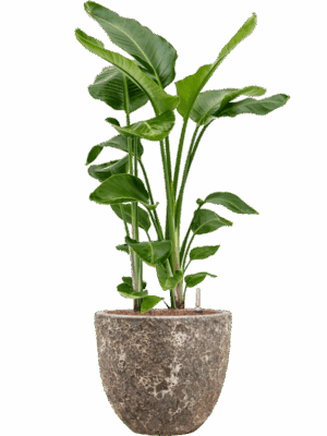 Strelitzia Nicolai In Baq Lava D 28 H 115 cm - PlantenShop24 - 30-04-2025